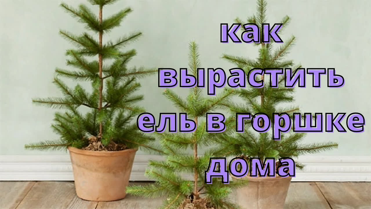 Как правильно посадить елочку в горшок – советы для домашнего озеленения