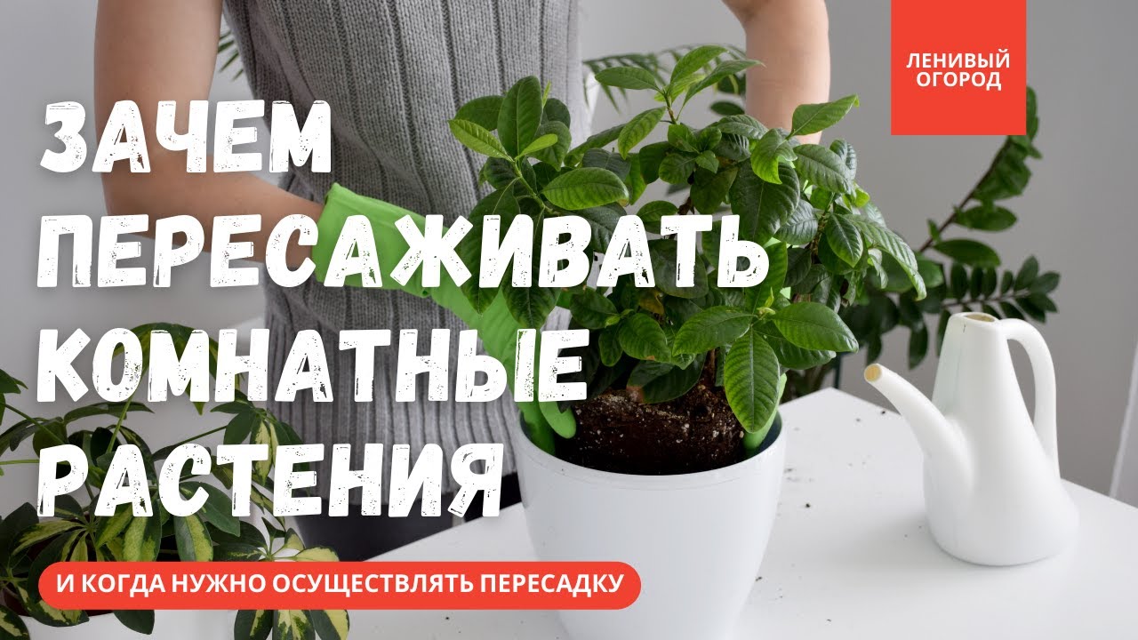 Как определить, когда пересаживать комнатные цветы?