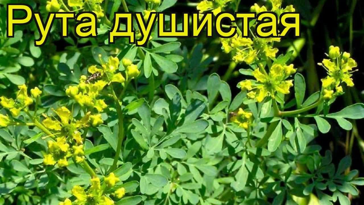 Рута – что это за растение и как его использовать